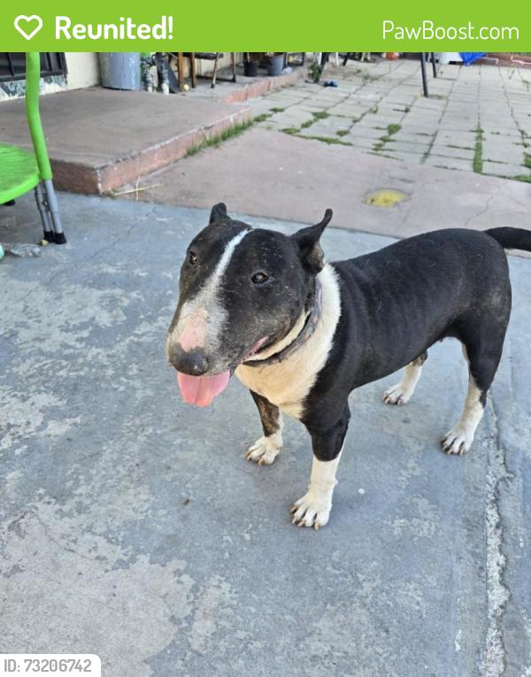 Reunited Female Dog last seen Athol St & Frazier St, Baldwin Park, CA 91706, USA, Baldwin Park, CA 91706