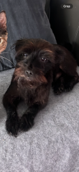 Reunited Male Dog last seen Near Beverly Plaza apmts and Vons, Long Beach, CA 90815