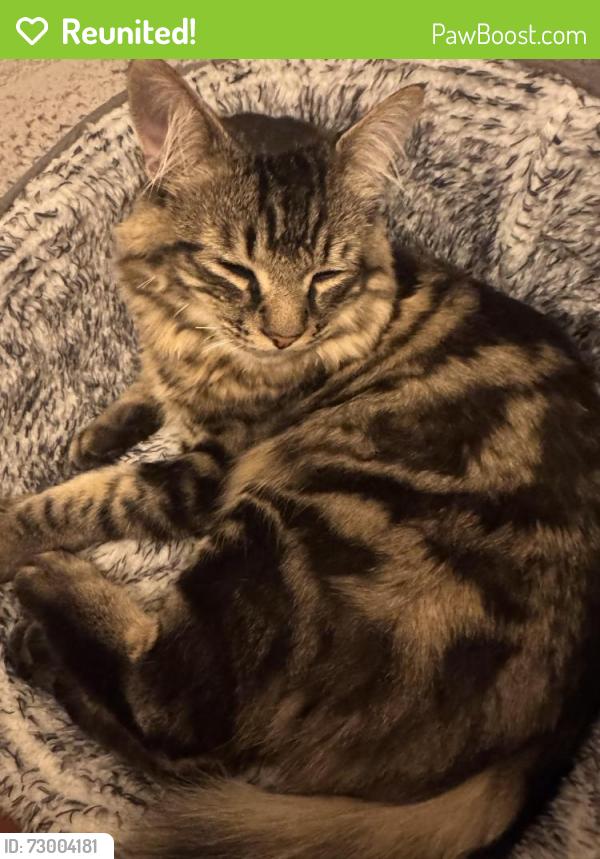 Reunited Male Cat last seen Brooksleigh Dr, Roseville, CA 95747