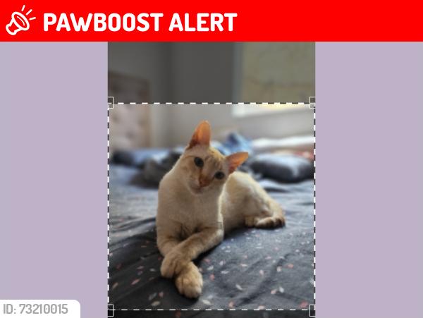 Lost Male Cat last seen Rodovia Renê Benedito, Parque Mira Flores, SP 06683-340