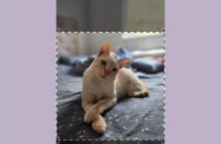 Lost Male Cat last seen Rodovia Renê Benedito, Parque Mira Flores, SP 06683-340