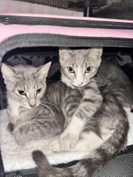 Found/Stray Female Cat last seen N tripp ave and W wabansia ave, Chicago, IL 60641
