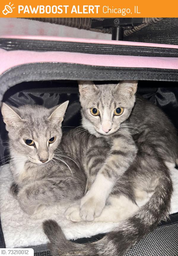 Found/Stray Female Cat last seen N tripp ave and W wabansia ave, Chicago, IL 60641