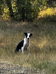 Found/Stray Unknown Dog last seen Hanging out campsites 1-12, Spanish Fork, UT 84660