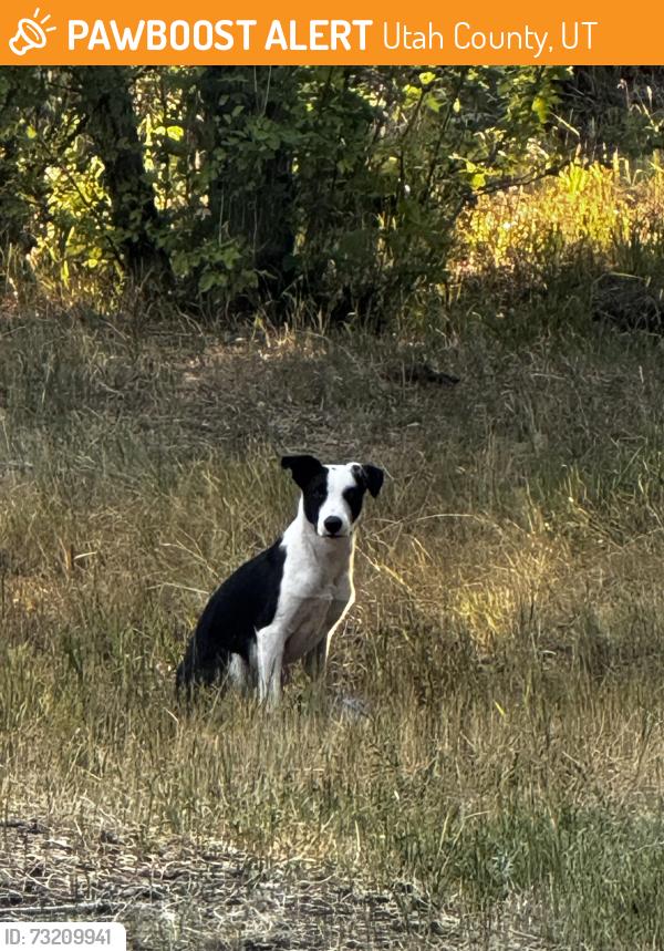 Found/Stray Unknown Dog last seen Hanging out campsites 1-12, Spanish Fork, UT 84660