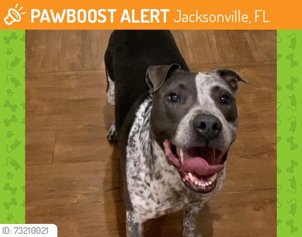 Found/Stray Male Dog last seen Hodges and Beach, Jacksonville, FL 32258