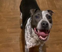 Found/Stray Male Dog last seen Hodges and Beach, Jacksonville, FL 32258