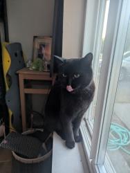Reunited Male Cat last seen 76th ave w, 196th st sw, Edmonds, WA 98026