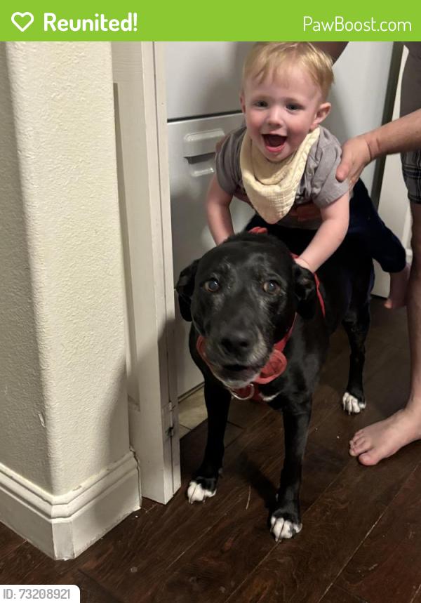 Reunited Female Dog last seen Near Pompei place, Las Vegas, NV 89144