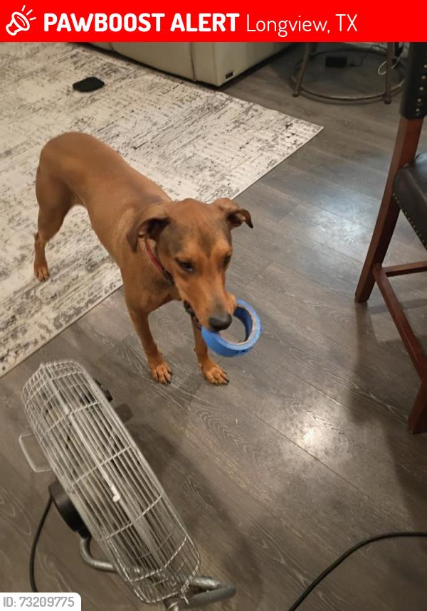 Lost Male Dog last seen Longview texas, Longview, TX 75601