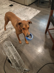 Lost Male Dog last seen Longview texas, Longview, TX 75601