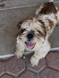 Reunited Male Dog last seen Trail Canyon Drive by Wineville park, Jurupa Valley, CA 91752