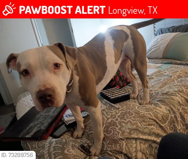 Lost Female Dog last seen Longview texas, Longview, TX 75601