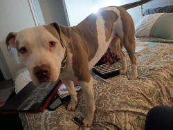 Lost Female Dog last seen Longview texas, Longview, TX 75601
