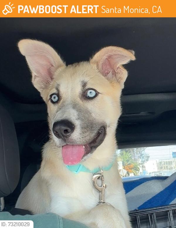 Found/Stray Male Dog last seen ocean park and Paloma, Santa Monica, CA 90405