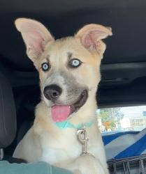Found/Stray Male Dog last seen ocean park and Paloma, Santa Monica, CA 90405