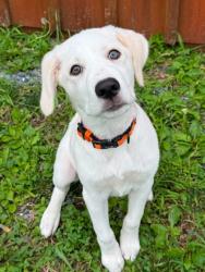 Shelter Stray Male Dog last seen Near W pratt st, 21201, MD, 2490 Giles Rd, Baltimore, MD 21225, USA