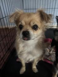 Reunited Male Dog last seen Near w 100th ave, Federal Heights, CO 80260