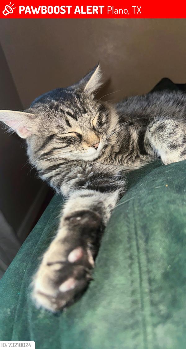 Lost Male Cat last seen Plumtree lane, Plano, TX 75074
