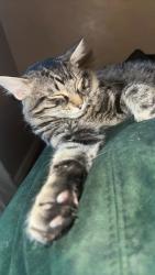 Lost Male Cat last seen Plumtree lane, Plano, TX 75074