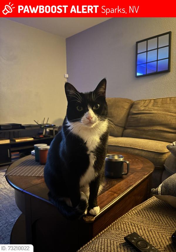 Lost Male Cat last seen Baring & Sparks Blvd, Sparks, NV 89434