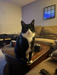 Lost Male Cat last seen Baring & Sparks Blvd, Sparks, NV 89434