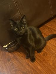 Lost Male Cat last seen The Fire Department in North Jupiter Rd, Garland, TX 75042