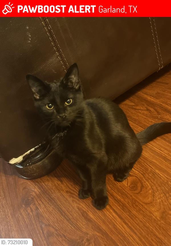 Lost Male Cat last seen The Fire Department in North Jupiter Rd, Garland, TX 75042