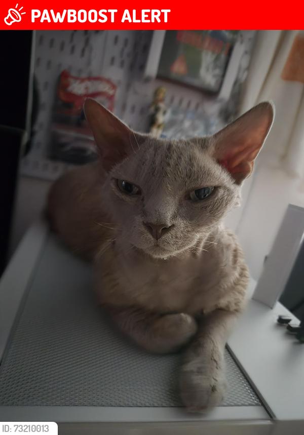 Lost Male Cat last seen Britannia Street, London, England WC1X 9JT