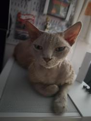 Lost Male Cat last seen Britannia Street, London, England WC1X 9JT