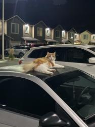 Found/Stray Unknown Cat last seen Near powerhouse townhouses, Yakima, WA 98902