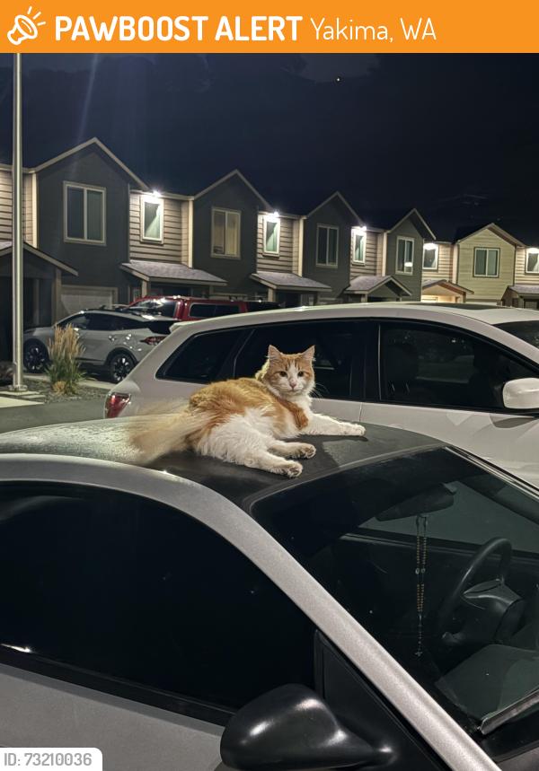 Found/Stray Unknown Cat last seen Near powerhouse townhouses, Yakima, WA 98902