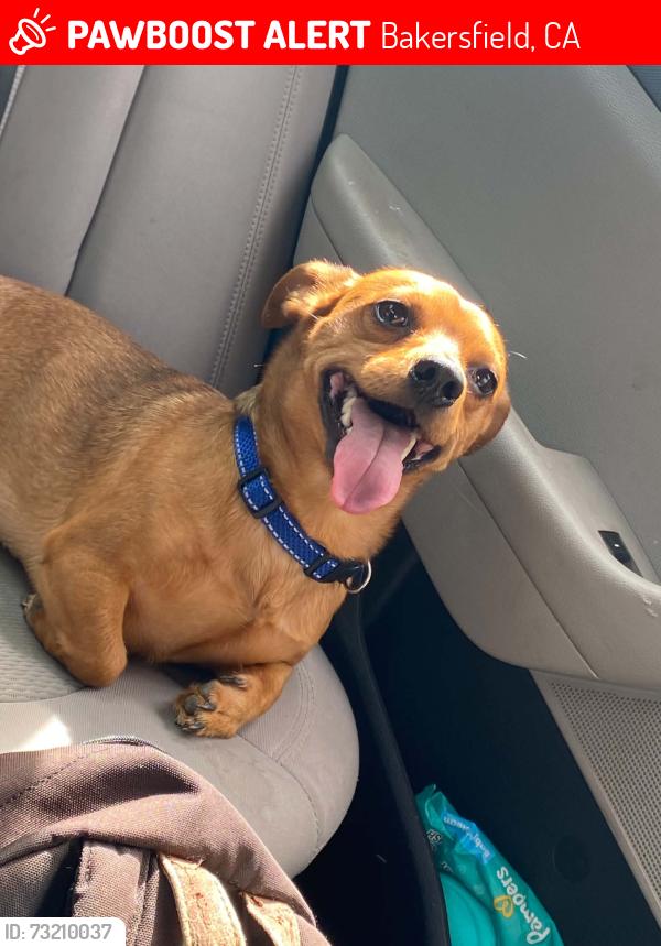 Lost Male Dog last seen Chester Avenue, Bakersfield, CA 93308