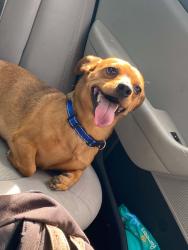 Lost Male Dog last seen Chester Avenue, Bakersfield, CA 93308