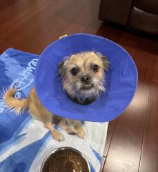 Reunited Male Dog last seen Palomares Park, Pomona, CA 91767