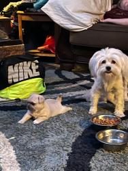 Lost Female Dog last seen Kosturuz Corpus Christi, texas, Corpus Christi, TX 78415