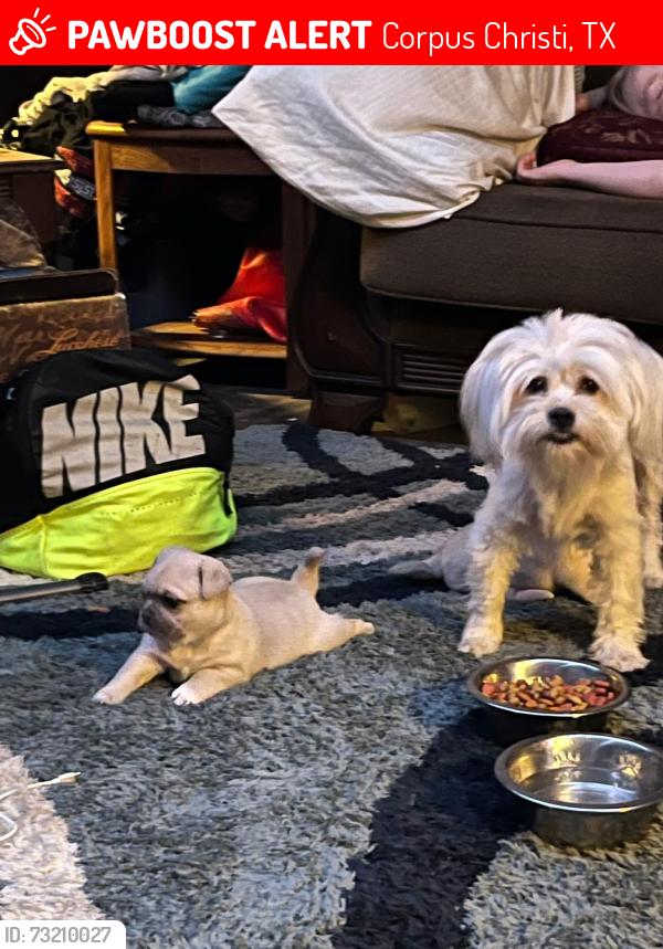 Lost Female Dog last seen Kosturuz Corpus Christi, texas, Corpus Christi, TX 78415