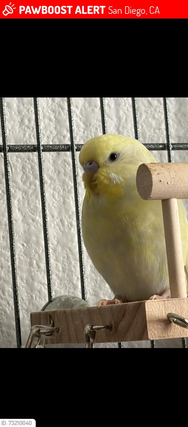 Lost Male Bird last seen Hoover High School, San Diego, CA 92115