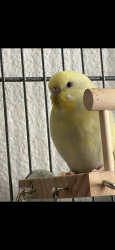 Lost Male Bird last seen Hoover High School, San Diego, CA 92115