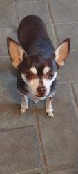 Reunited Male Dog last seen Misty Plain Dr. and Ivy Plain Dr. Near Mary M. Elementary School, San Antonio, TX 78245
