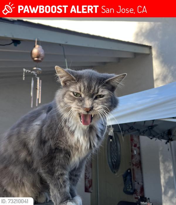 Lost Male Cat last seen Pebbletree Way & Hassinger Rd, San Jose, CA 95111