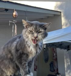 Lost Male Cat last seen Pebbletree Way & Hassinger Rd, San Jose, CA 95111