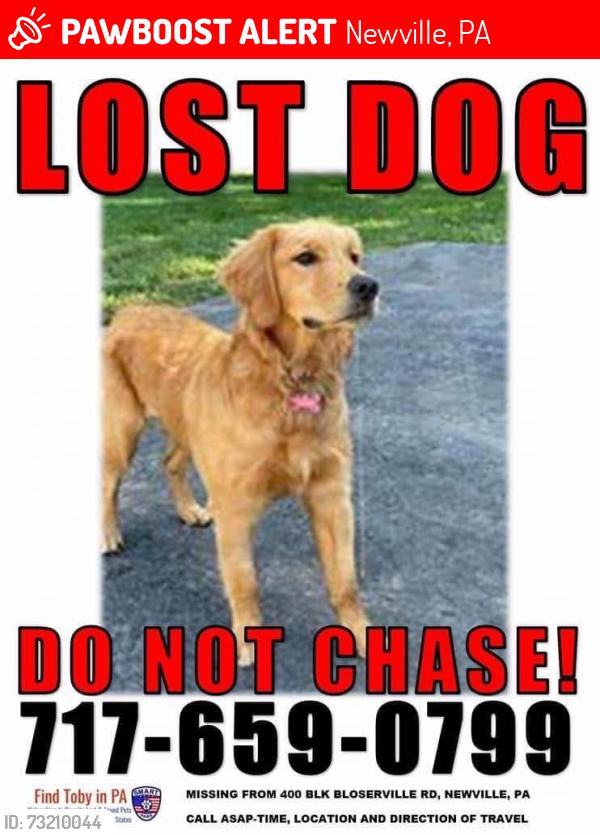 Lost Female Dog last seen Bloserville Road near Dusty Lane, Newville, PA 17241