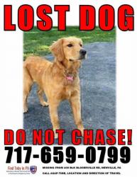 Lost Female Dog last seen Bloserville Road near Dusty Lane, Newville, PA 17241
