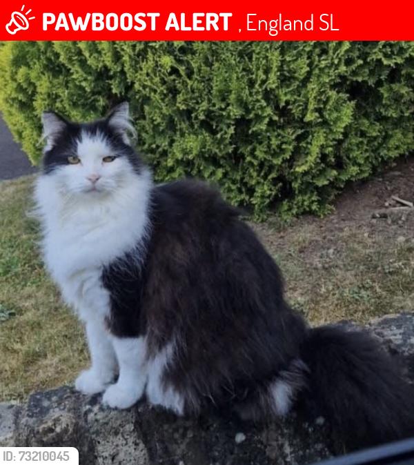 Lost Male Cat last seen Near Pinewood Studios, , England SL0
