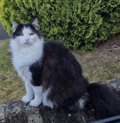 Lost Male Cat last seen Near Pinewood Studios, , England SL0