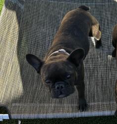 Reunited Female Dog last seen Decatur & Tropical, North Las Vegas, NV 89031