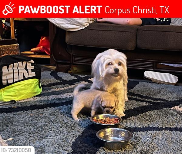 Lost Female Dog last seen Kosturuz Corpus Christi texas, Corpus Christi, TX 78415