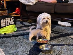 Lost Female Dog last seen Kosturuz Corpus Christi texas, Corpus Christi, TX 78415