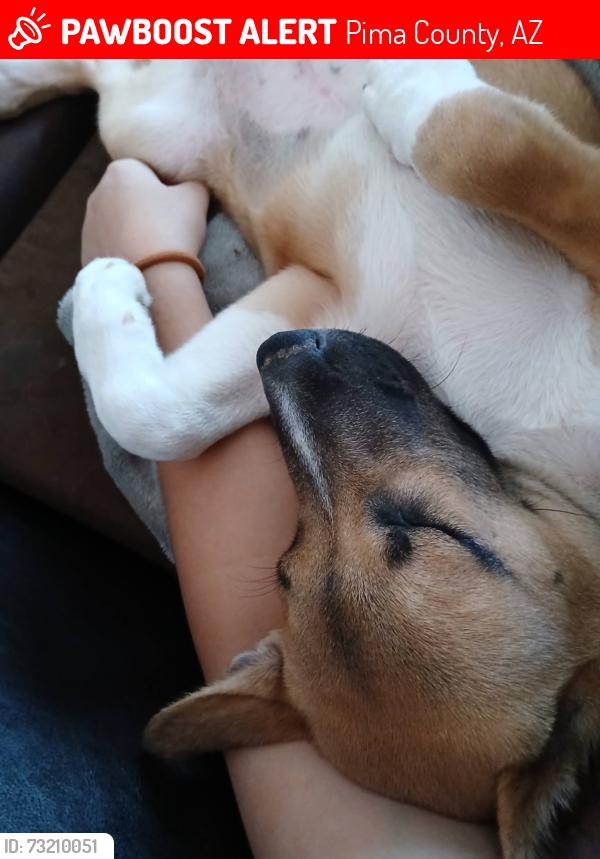 Lost Female Dog last seen El tiro and whitetail, Pima County, AZ 85653
